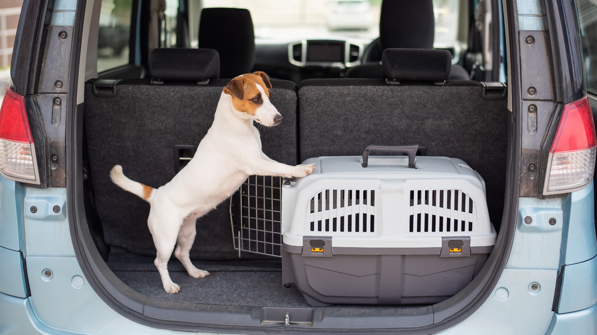 Ein Jack-Russell-Terrier sitzt in einer Transportbox im Kofferraum eines Autos. Reisen mit einem Haustier